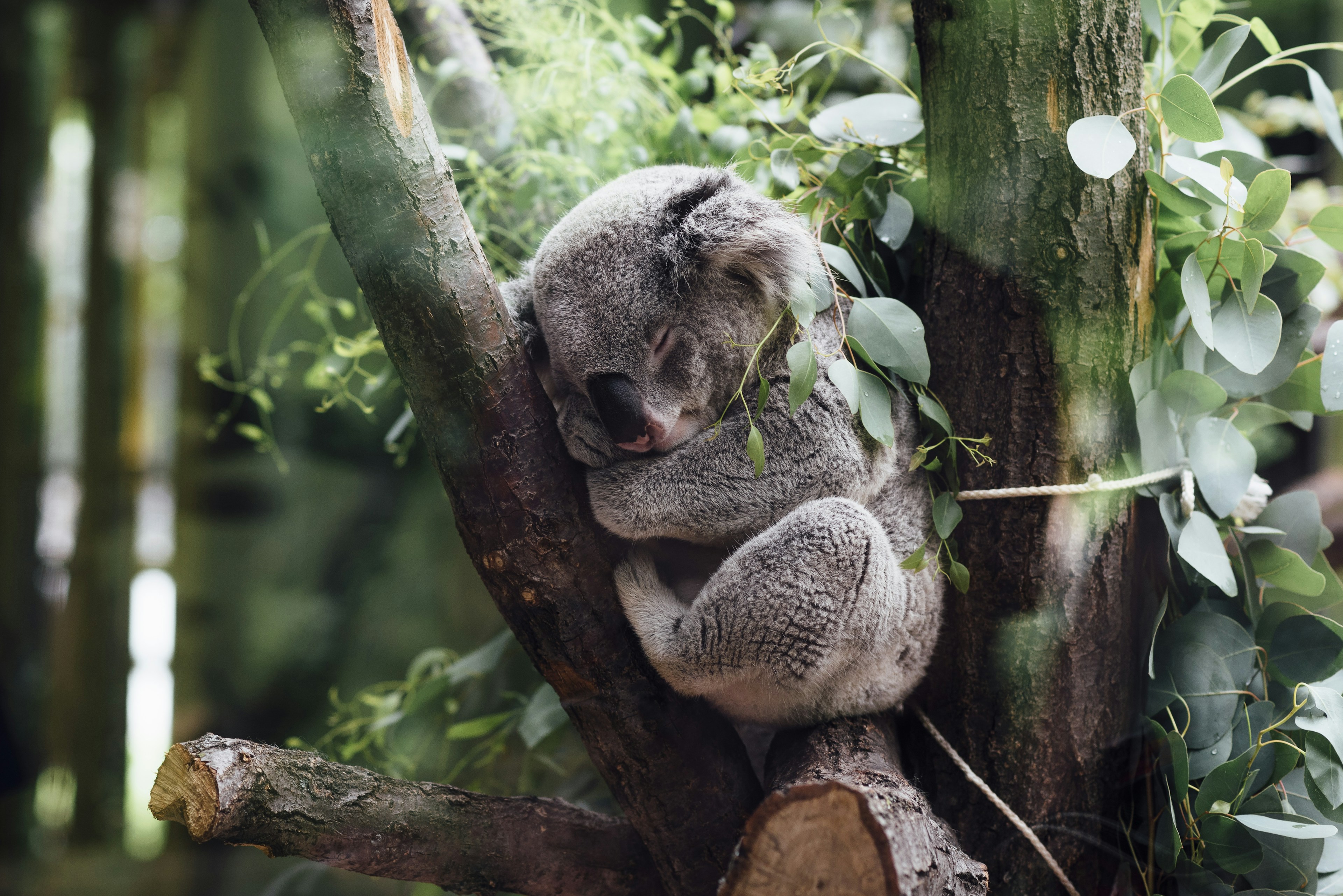Koala tidur di pohon eukaliptus